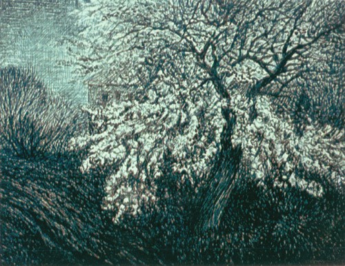 An apricot flowers