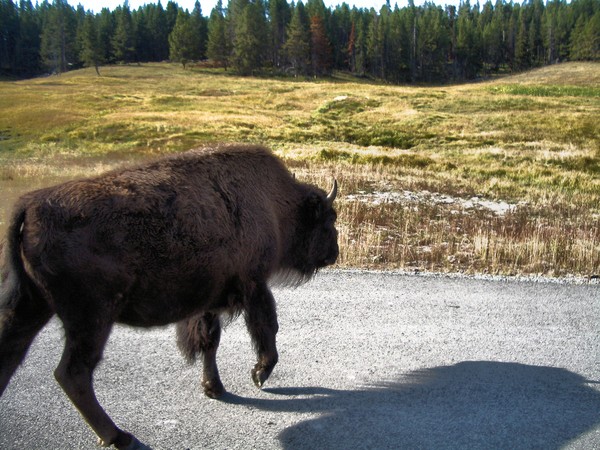 Buffalo Xing in Yellowstone