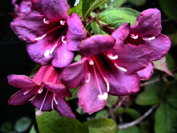purple bells