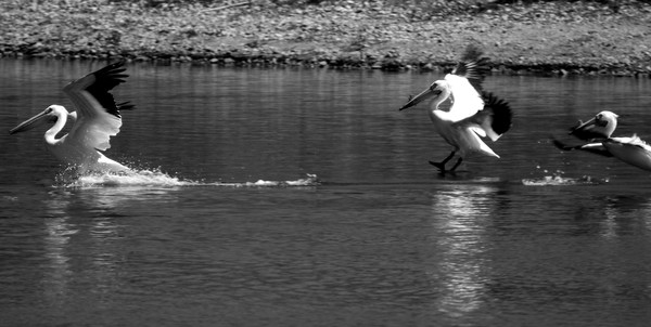AWP Landing