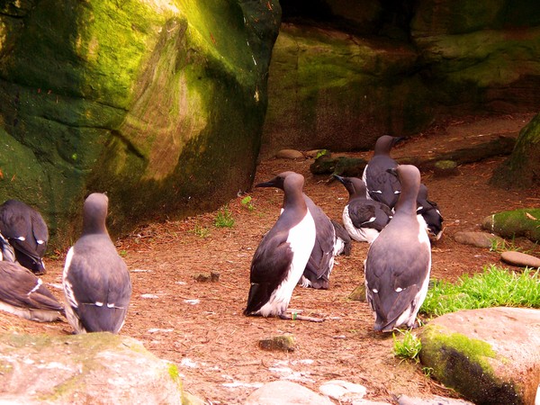 Oregon Coast Aquarium Series #6 