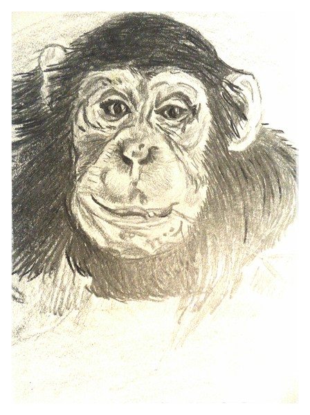 Monkey face