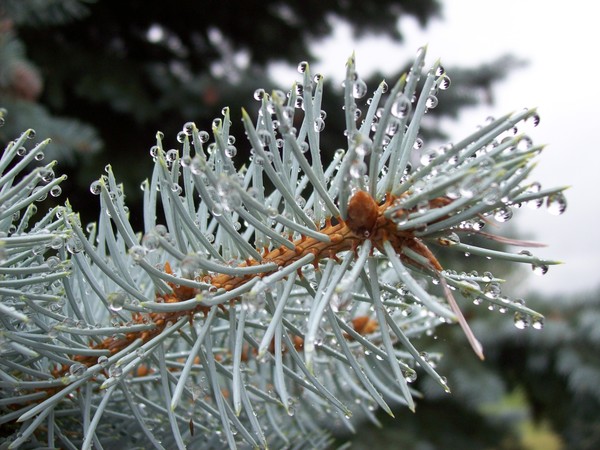 pine