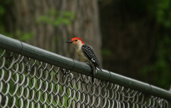 WOODPECKER