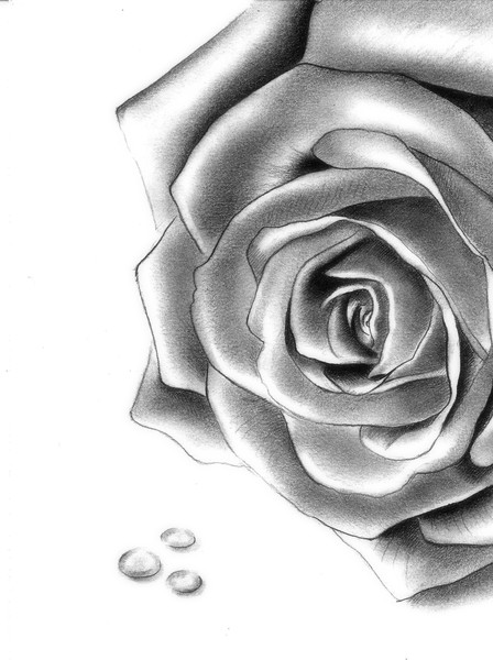 Rose 2