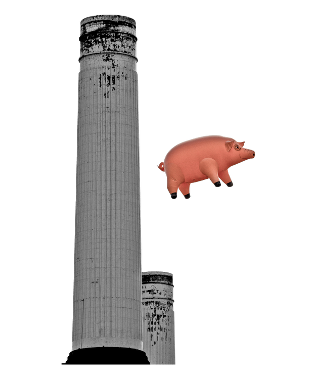 Pig at Battersea