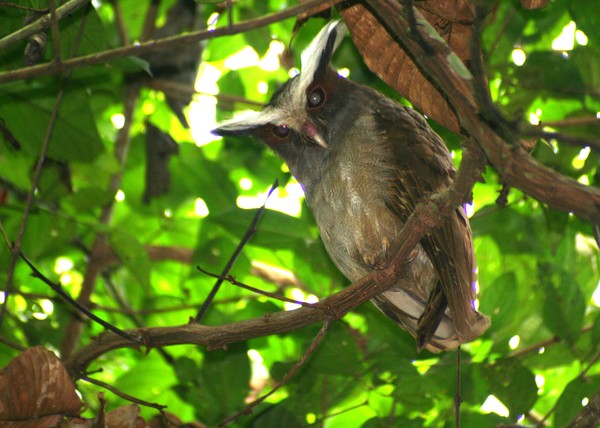 Crested Owl in the Amazon River Basin Jungle
