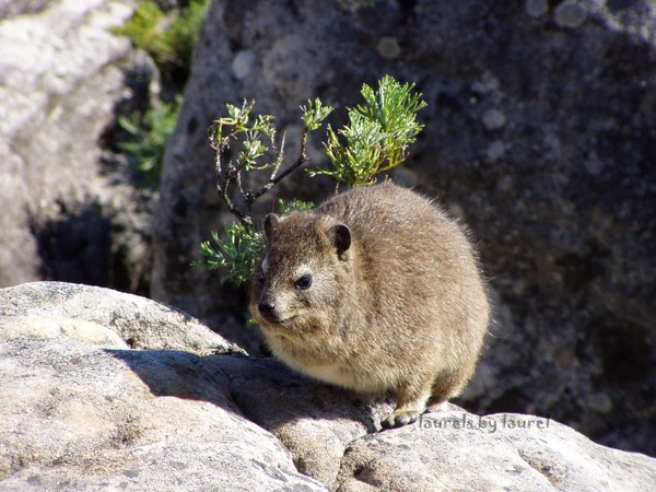 Hyrax
