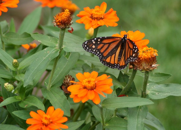 A Monarch Making the Rounds