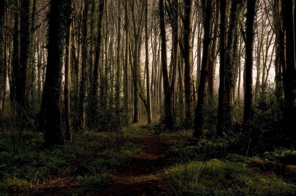 Into_the_Wood