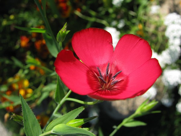 Little red flower
