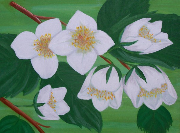 Jasmine