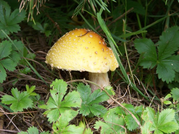 Mushroom