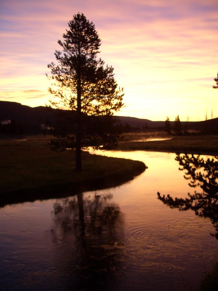 tree rise