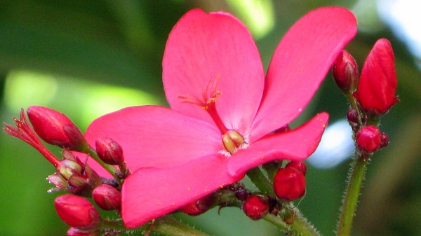PinkFlower002