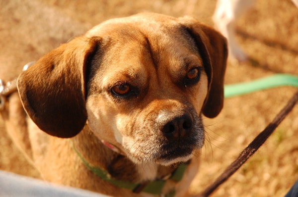 Roxy Close up