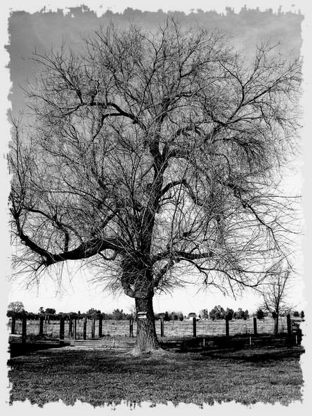 Family Tree