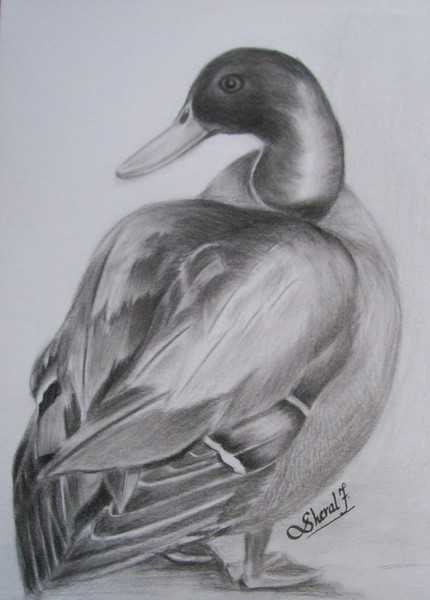 Mallard Duck