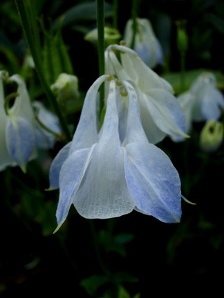 Columbine Bells