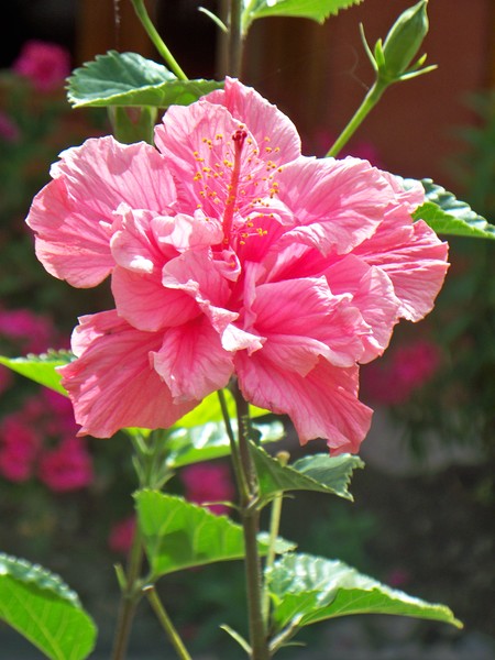 Flowers of Peru #4