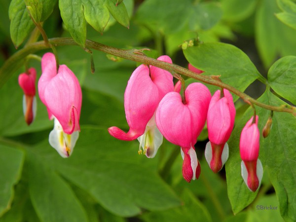Bleeding Hearts