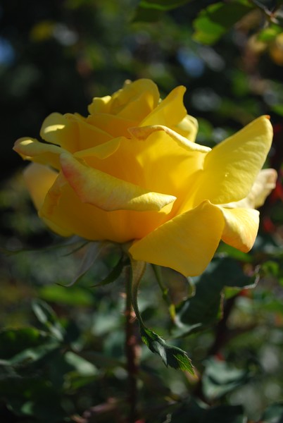 Yellow in the morning