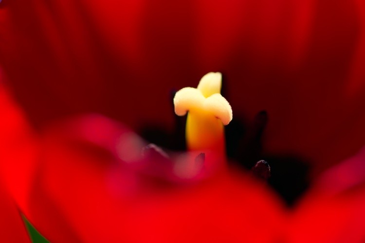heart of a tulip