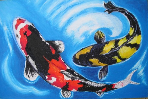 Japanese Carp KOI