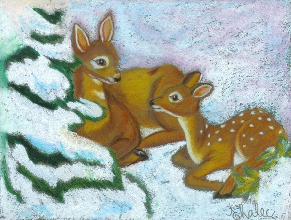 fawn in the woods