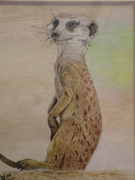 Merely a Meerkat