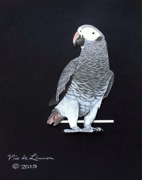 Timneh Grey Parrot Colored Pencil Drawing