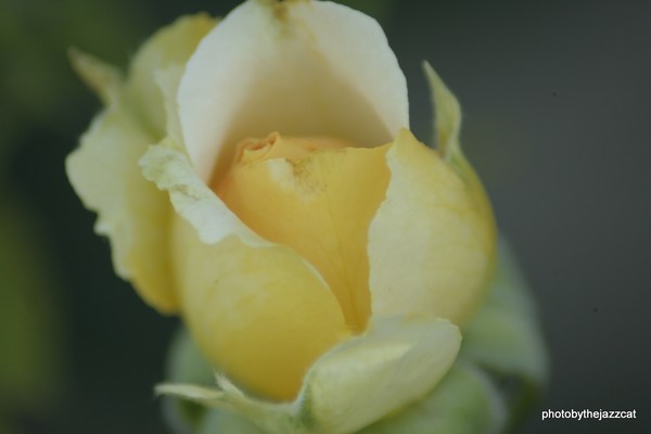 yellow rose bud
