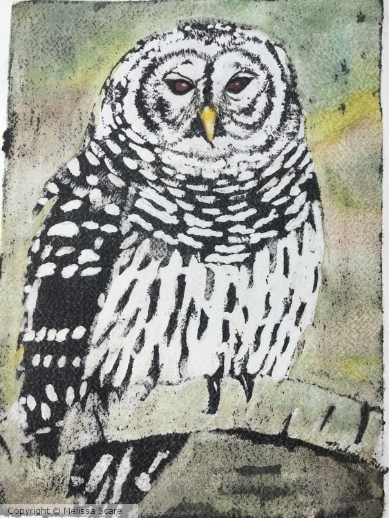 Barred Owl