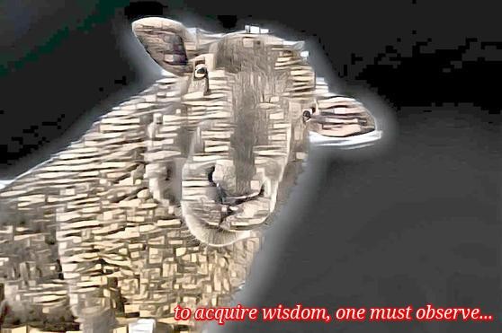 Sheep Secret