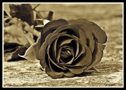 flower beauty-art