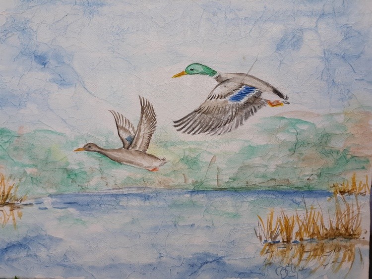 Pair of Mallards