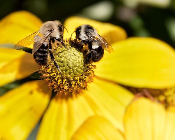 Two Bees