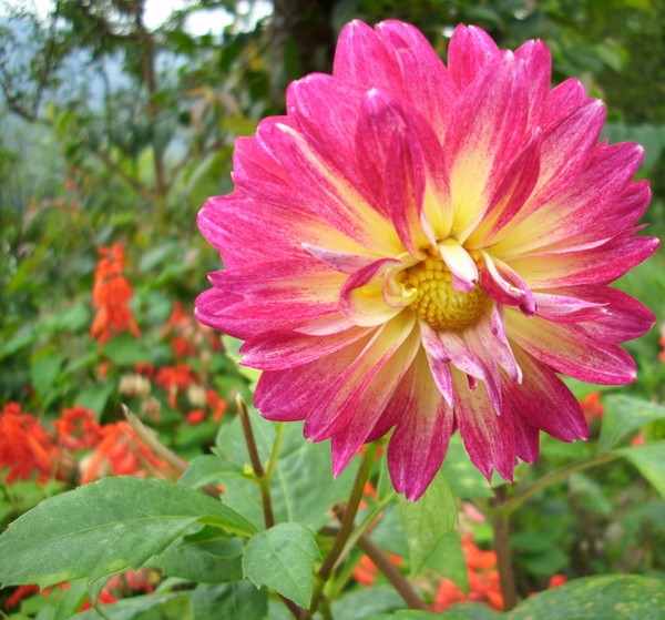 Pink Dahlia flower