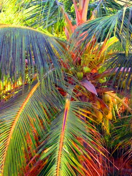 Palms