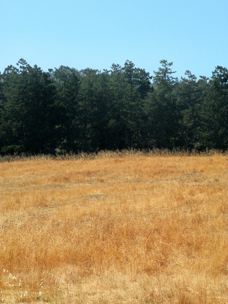 Bear Valley - Point Reyes