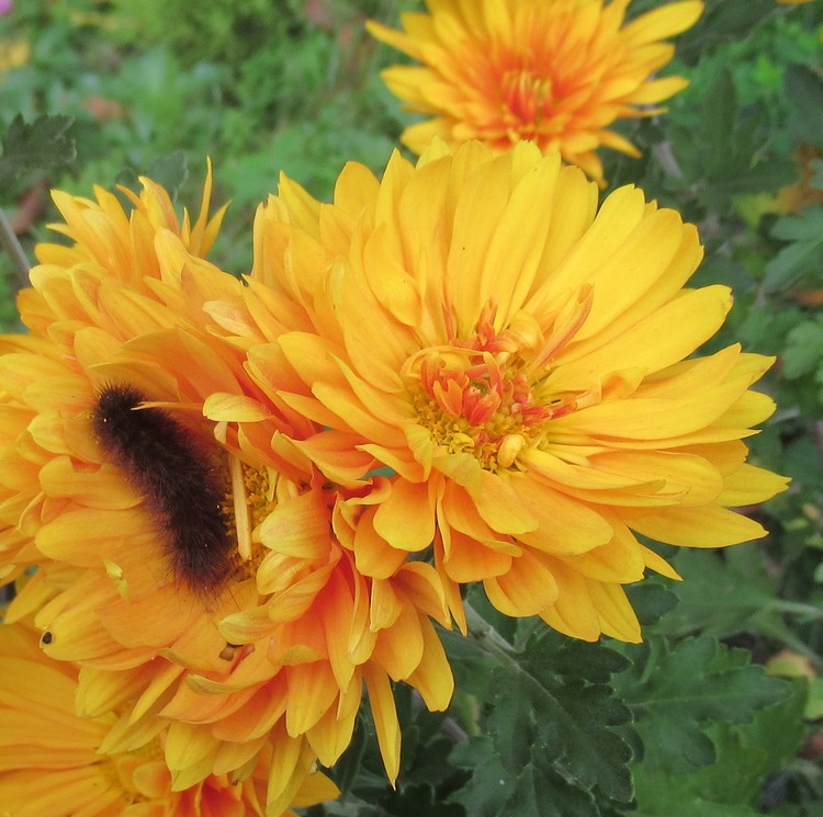CATERPILLAR WITH FUR COAT