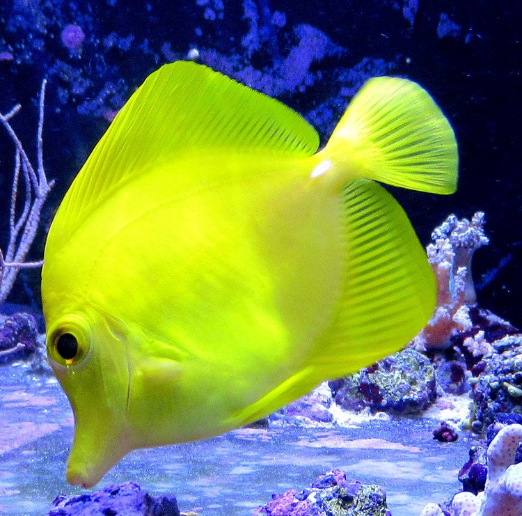 SUNNY FISH