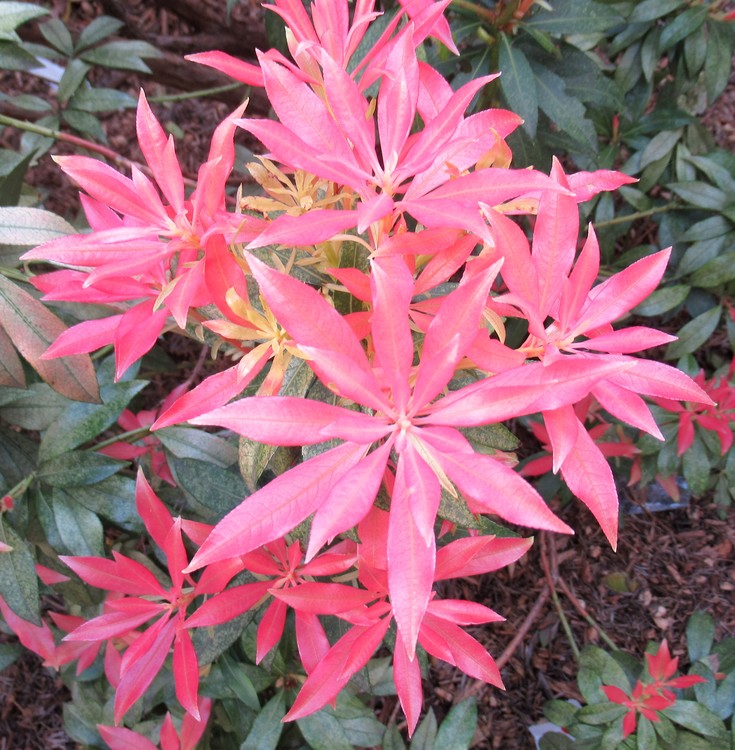 PIERIS SAPONICA