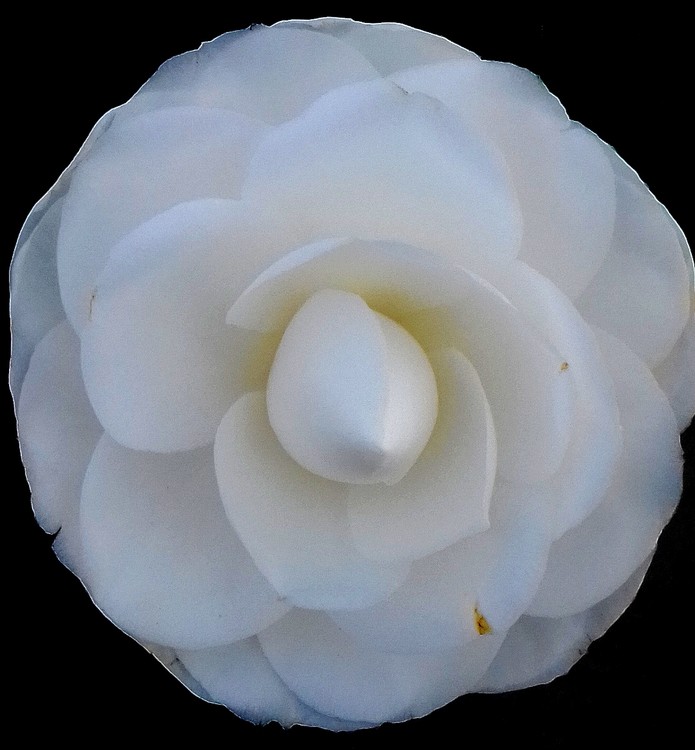WHITE CAMELLIA