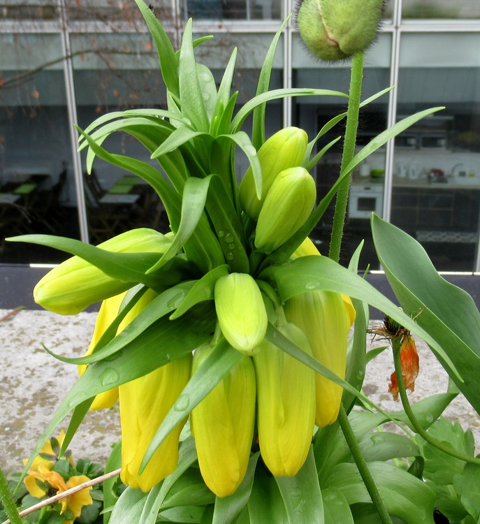 FRITILARIA IMPERIALIS IBUDS