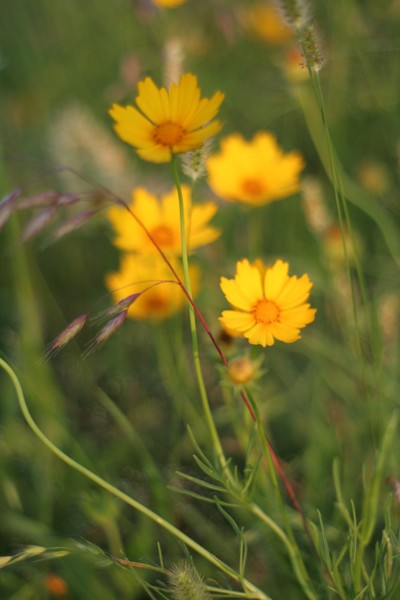 Coreopsis
