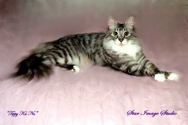 Tippy Ka Nu On Pink Bedspread