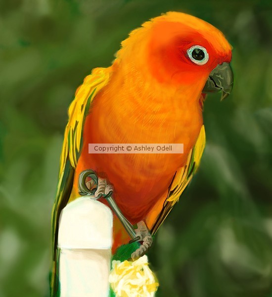 Sun Conure