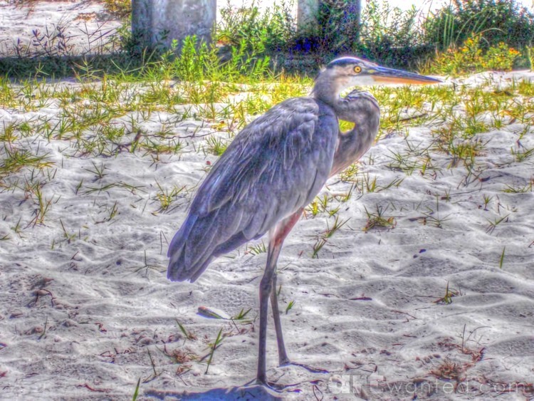 Blue Heron