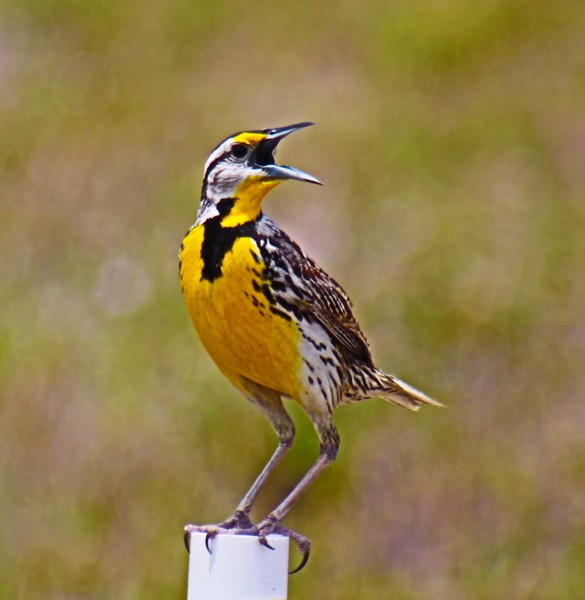 Singing Away